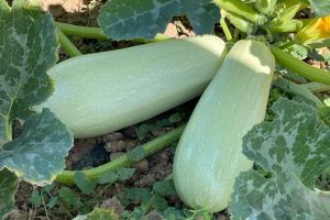 Calabacines en cultivo agroecologico en la Veleta Sostenible