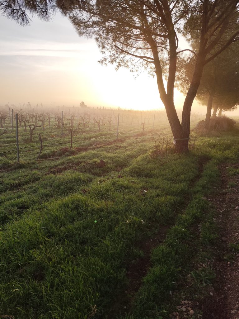 Viñedo con cubierta vegetal espontanea en finca escuela la veleta con niebla y el sol saliendo al amanecer